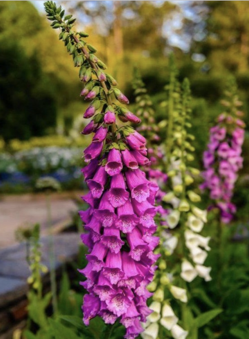 <p>Naparstnica purpurowa (Digitalis purpurea)</p>