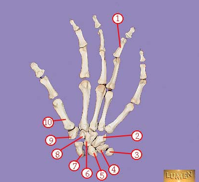 <p><span>Name bone number 1. No number needed.</span></p>