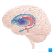 Forebrain