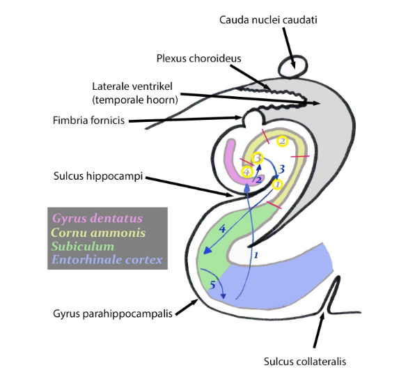 <p><strong>hippocampus: </strong>cellulaire organisatie</p>