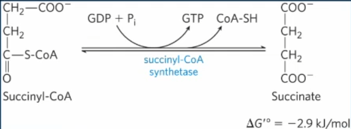 <p>Succinyl CoA synthetase converts succinyl CoA to succinate, generating GTP & CoASH</p>