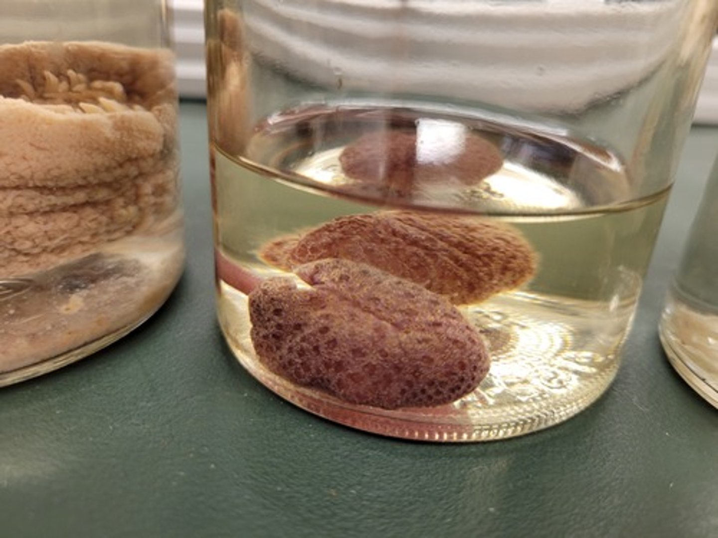 <p>Identify Taxonomy</p>