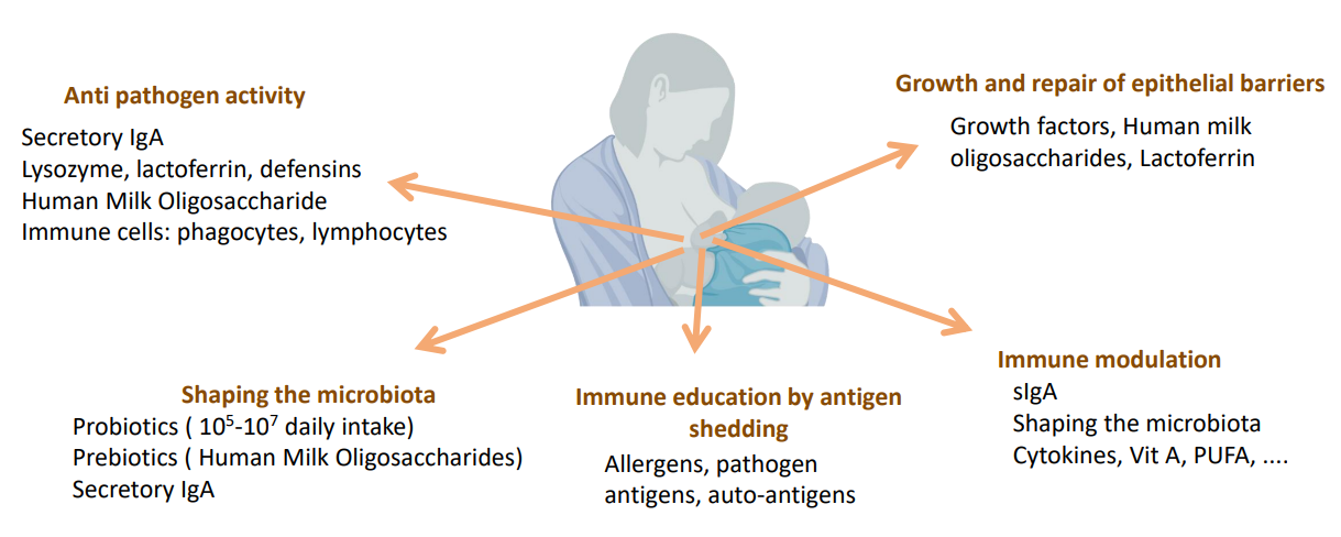 <p>ANTI-PATHOGEN ACTIVITY:</p><p>- Secretory IgA</p><p>- Lysozyme, lactoferrin, defensins</p><p>- Human Milk Oligosaccharide</p><p>- Immune cells: phagocytes, lymphocytes</p><p>SHAPING THE MICROBIOTA:</p><p>- Probiotics (10^5-10^7 daily intake)</p><p>- Prebiotics (human milk oligosaccharide)</p><p>- Secretory IgA</p><p>IMMUNE EDUCATION BY ANTIGEN SHEDDING:</p><p>- Allergens, pathogen, antigens, auto-antigens</p><p>IMMUNE MODULATION:</p><p>- sIgA</p><p>- Shaping the microbiota</p><p>- Cytokines, Vit A, PUFA...</p><p>GROWTH AND REPAIR OF EPITHELIAL BARRIERS:</p><p>- Growth factors, human milk oligosaccharides, lactoferrin</p>