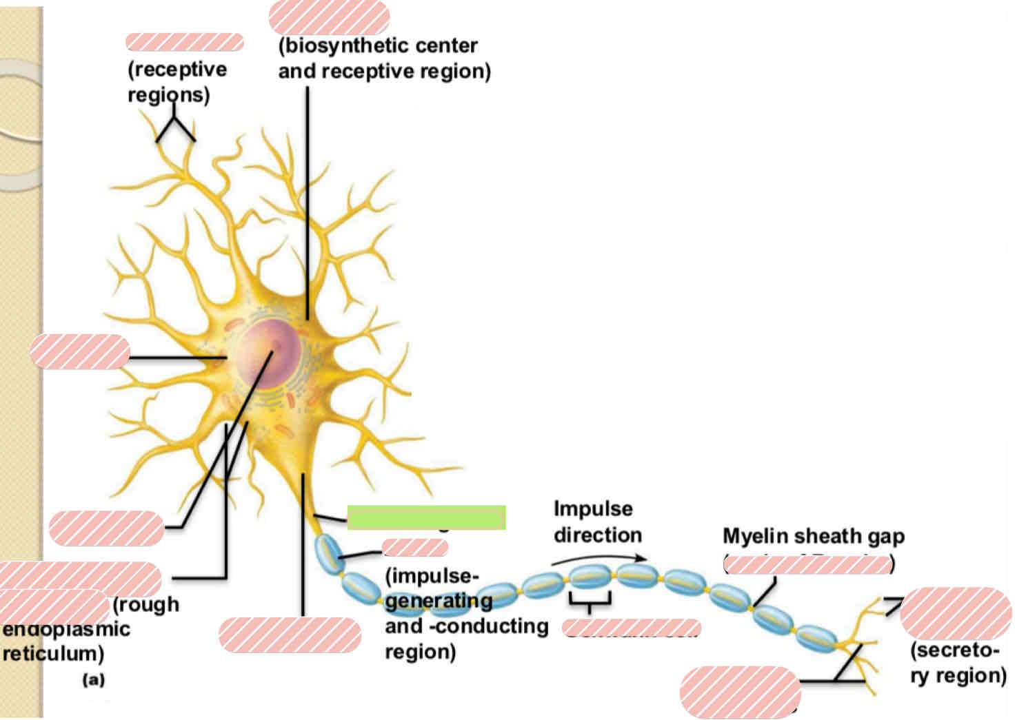 <p><span>Typical Motor Neuron</span></p>