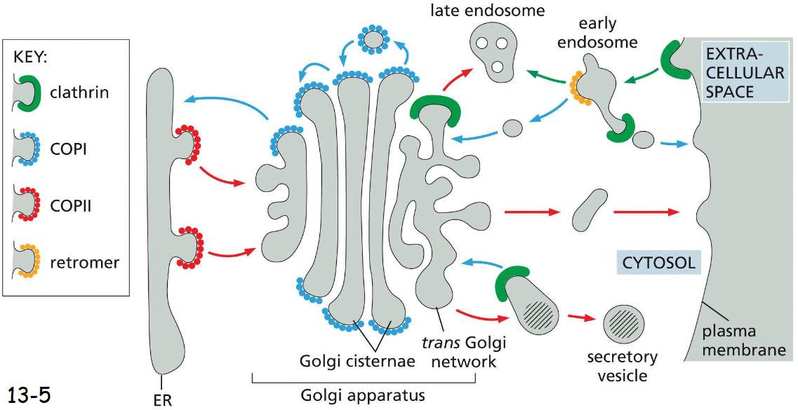 <p>clathrin</p><p>COPI</p><p>COPII</p><p>retromer <br><br>helps with shaping membranes, protection + stabilization, recycling, transport specificity</p>