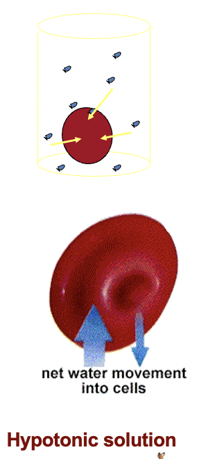 <p>i.e. a hypotonic solution, (e.g. distilled water)</p>
<p>water will move into the cells.</p>
<p>The cells will then swell  until equilibrium is restored or rupture.</p>
<p>Haemolysis</p>