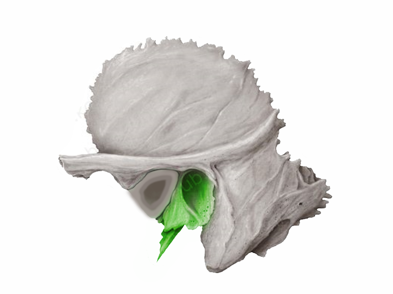 <p>dobhártya rész</p>