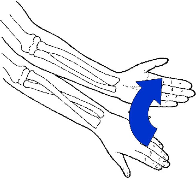 <p>Turning the hand up or forward</p>