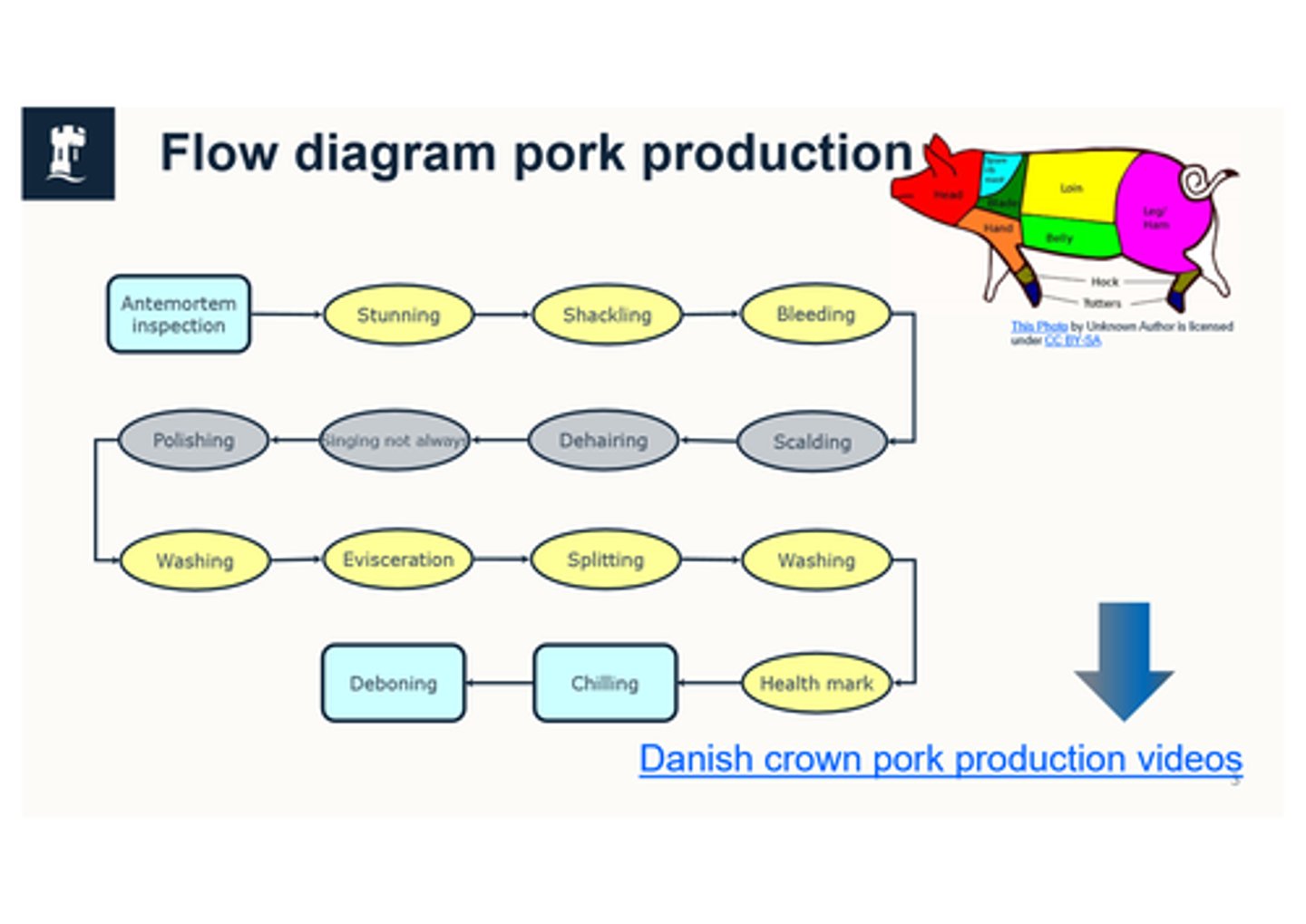 <p>Ante-mortem inspection (on every single animal by OV but remember it is not a clinical exam)--> stunning --> shackling --> bleeding --> scalding (into tank of hot water or steam tunnel to loosen hair follicles) --> dehairing --> singing (flames that burn of excess hair) --> polishing (to remove burnt bits from singing) --> washing --> evisceration --> splitting (apart for pigs for hog roasts) --> washing --> health mark --> chilling --> deboning</p>