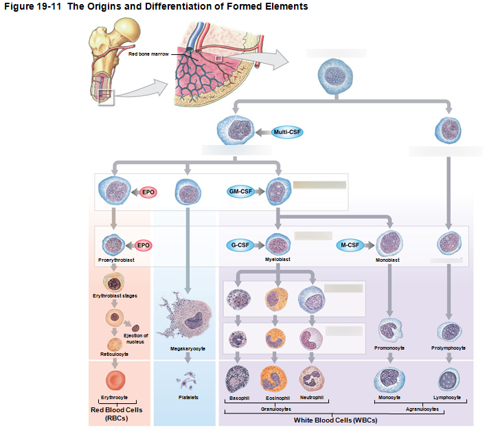 <p>Part of the immune system, fights infections, phagocytosis and makes antibodies.</p><p>Derived from Myeloid stem cells that’s derived from hemocytoblasts.</p><p>Lymphocytes are derived from lymphoid stem cells and also derived from hemocytoblasts.</p>