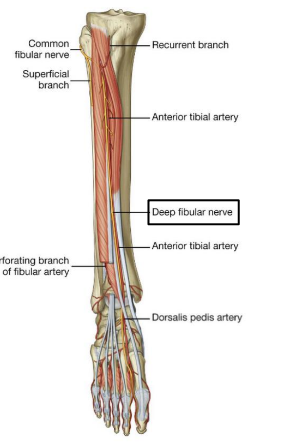 <p>Deep fibular n.</p>