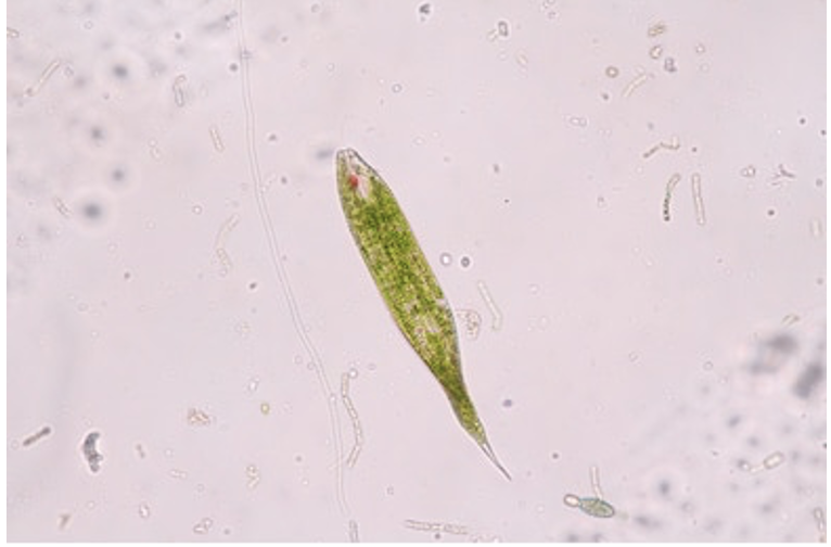 Euglena 