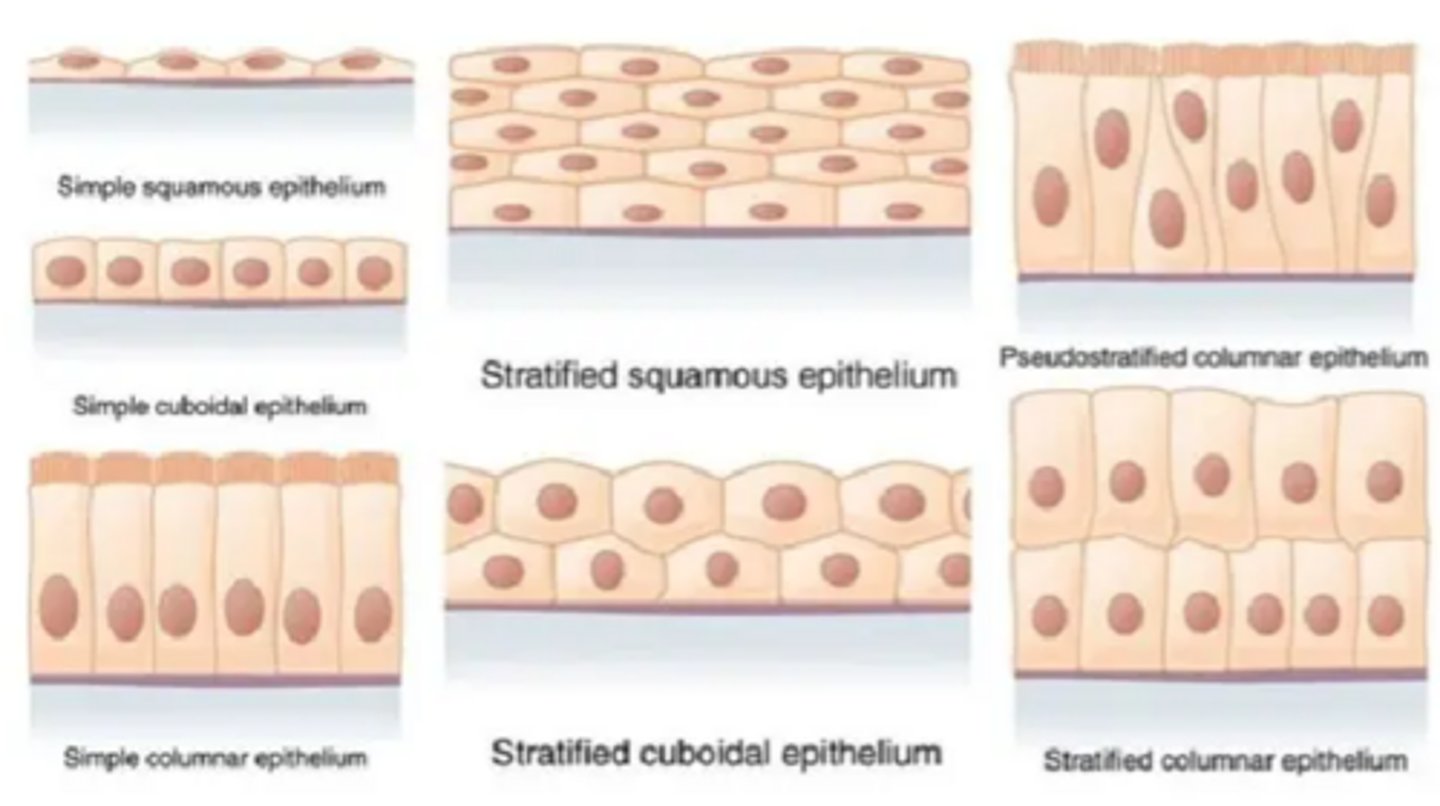 <p>A major type of body tissue that covers body surfaces and lines cavities. Ex: Skin, Glands, Linings</p>