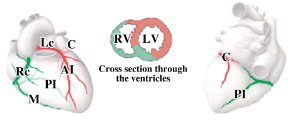 <p>-right coronary artery gives rise to posterior interventricular artery</p><p>-both the right and left coronary arteries contribute to the ventricular walls and interventricular septum</p>