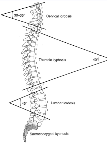 <ul><li><p>7 cervical</p></li><li><p>12 thoracic</p></li><li><p>5 lumbar</p></li><li><p>5 sacral (fused)</p></li><li><p>4 coccygeal (fused)</p></li></ul><p></p>