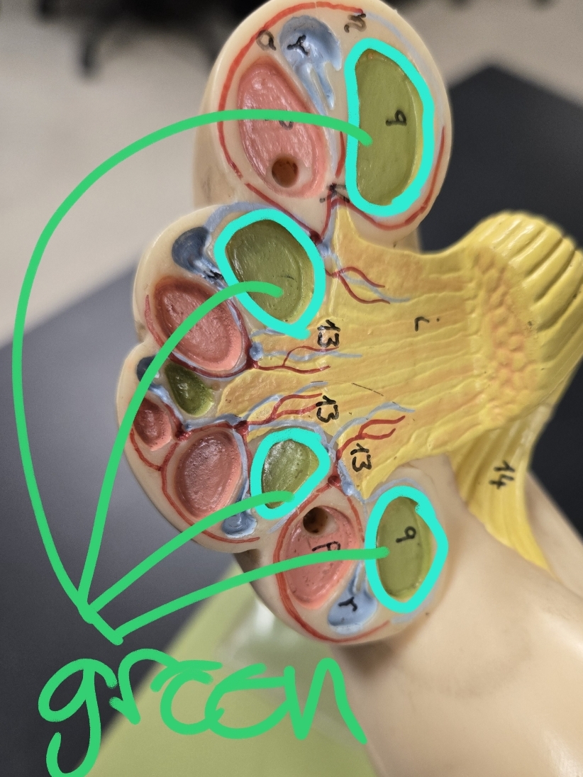 <p>Internal anatomy of the cochlea</p>