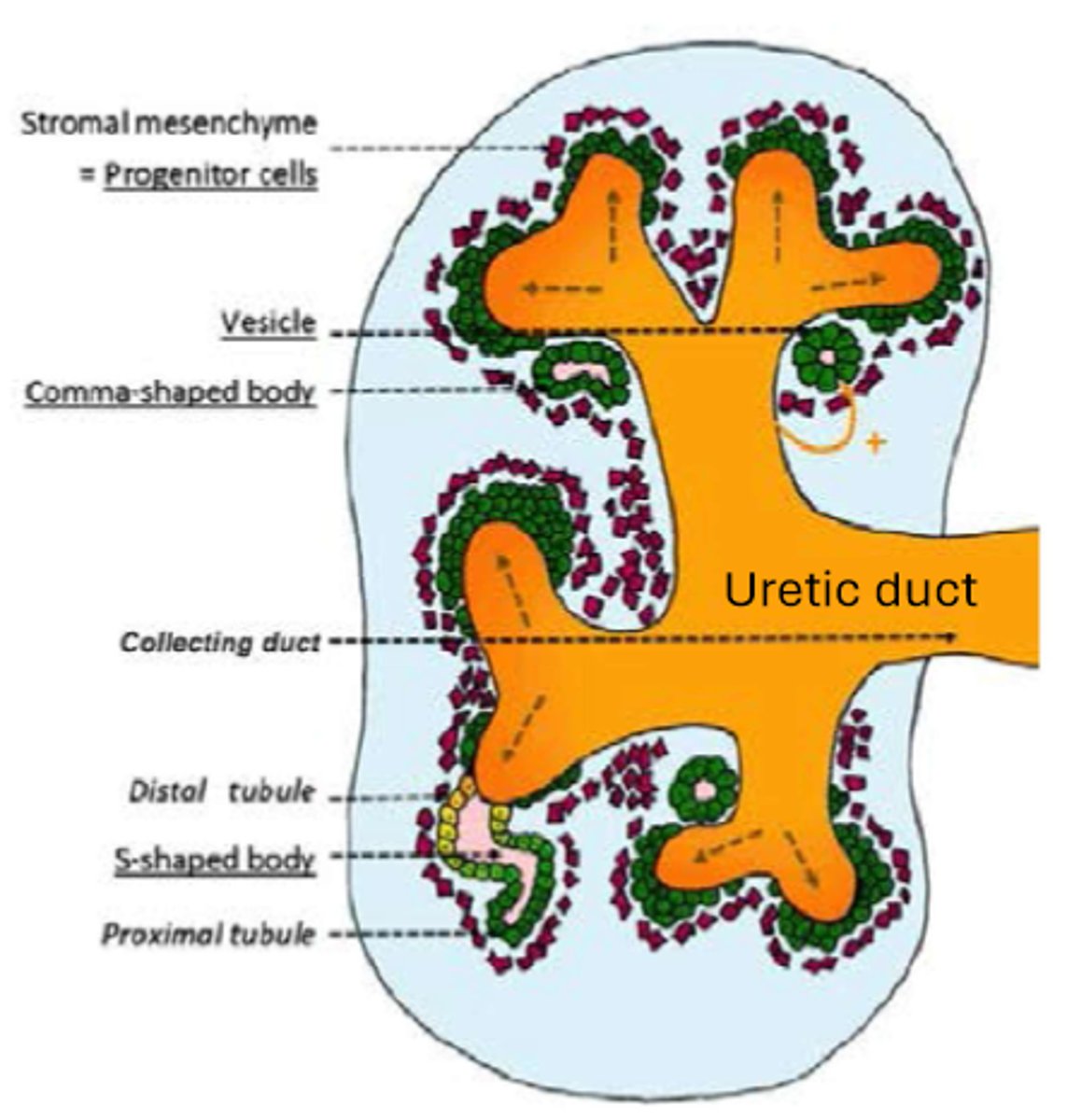 <p>comma shaped, S shaped</p>