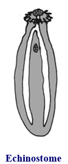 <p style="text-align: left;">Digenean suckers: echinostome </p>