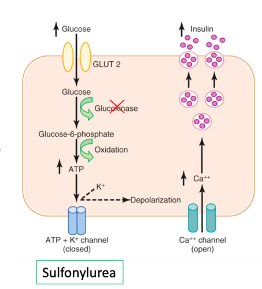 <p>Det er en genetisk form for diabetes som oftets rammer unge under 25 år.</p><p>Glukose kan ikke omdannes til glukose-6- fosfat da glukokinase er defekt.</p><p>Der dannes dermed ikke ATP eller præ formet insulin. Der frigives dermed ikke insulin og der ophobes insulin i blodet.</p><p>Det kan behandles med SU</p>