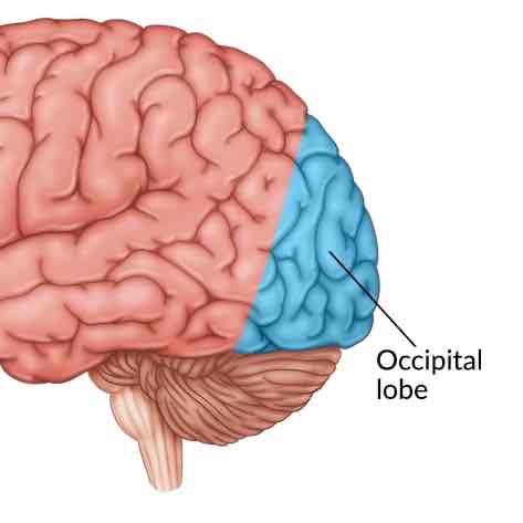 <p>Function of occipital lobe</p>