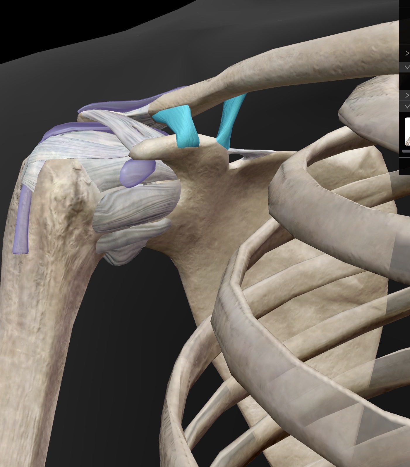 <p>What ligament is this? What does it connect?</p>