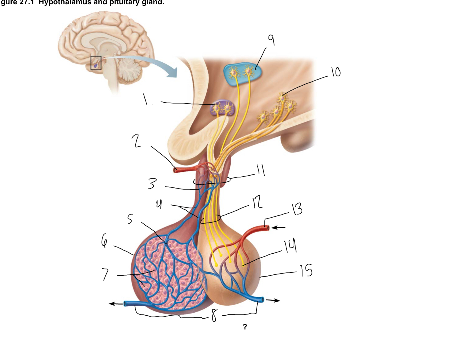 <p>15</p>