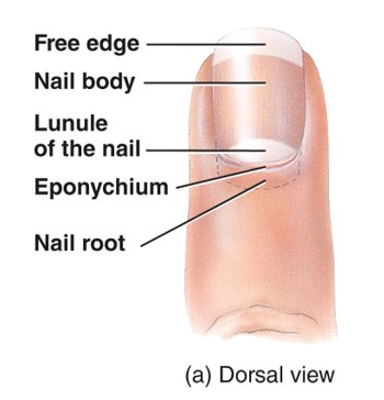 <p>keratinized epidermal cells over the dorsal surfaces of the terminal portions of the fingers and toes</p>