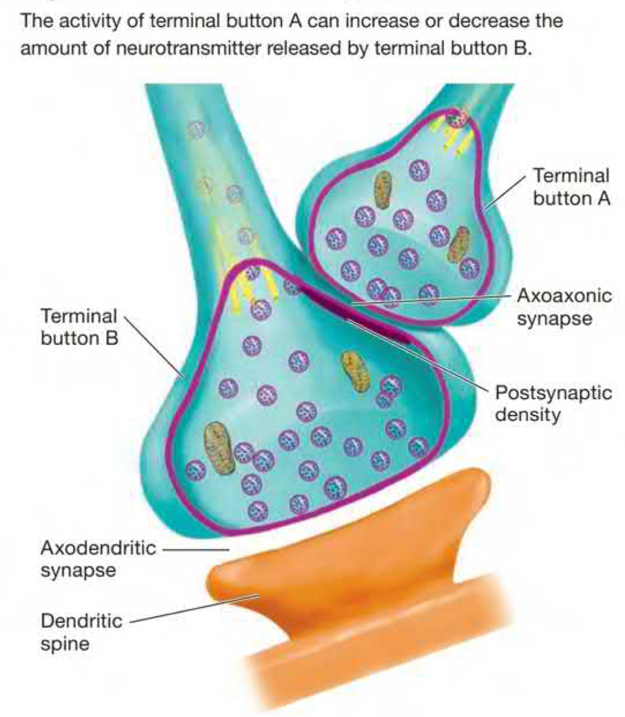 action of a presynaptic terminal button in an axoaxonic synapse, **increases the amount of neurotransmitters released by postsynaptic terminal buttons.** 