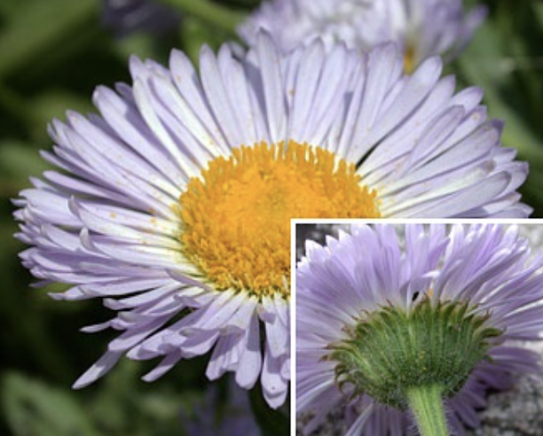 <ul><li><p>asteraceae family</p></li><li><p>phyllaries</p></li><li><p>grows taller</p></li></ul><p></p>