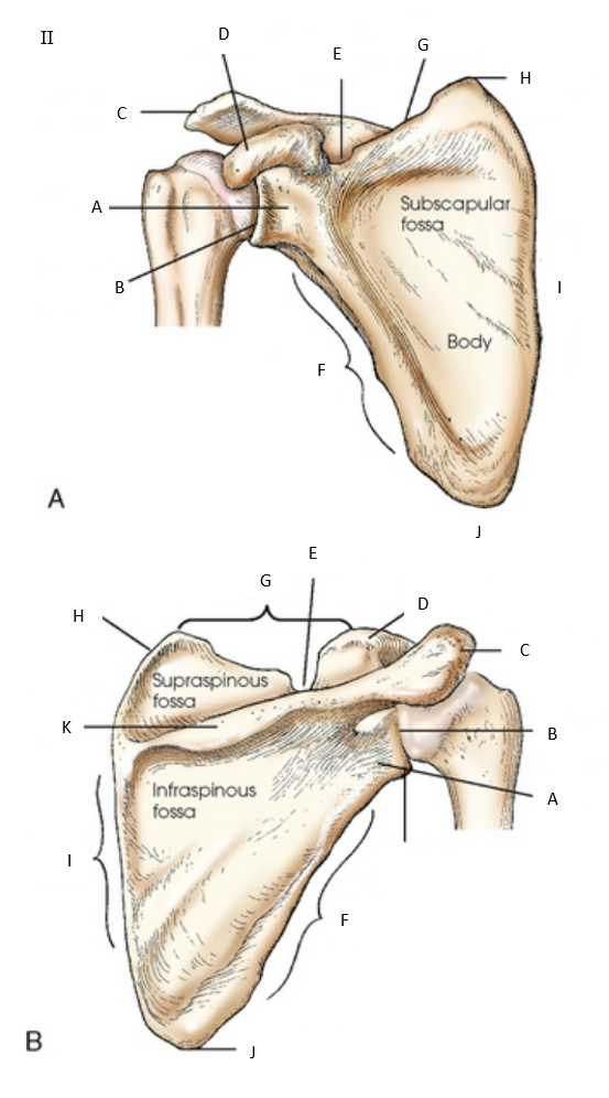 <p>anatomy II: what is letter F?</p>