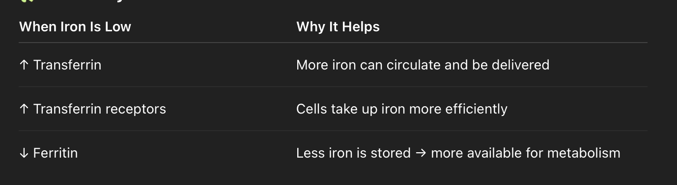 <p>Increase efficiency of absorption and</p><p>release from intestinal epithelial cells</p><p> Increase transferrin synthesis and</p><p>transferrin receptors</p><p> Decrease ferritin synthesis</p><p></p>