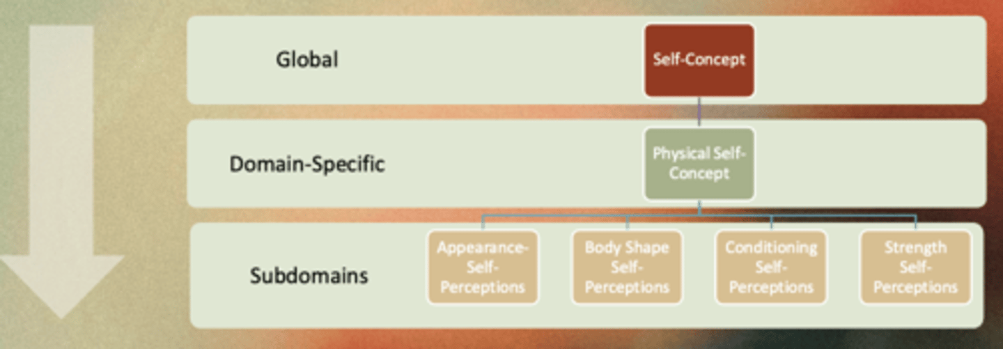 <p>Global aspects of the self influence specific self - perceptions which impact what individuals are motivated to engage in (e.g., exercise)</p>