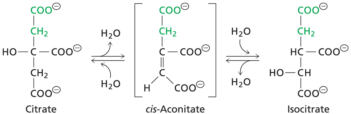 <p>Citrate converted to Isocitrate</p><p>Enzyme: Aconitase</p>