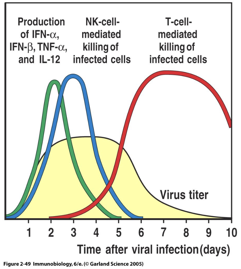 <ol><li><p><strong>Early phase</strong>: Virus starts replicating → high <strong>virus titer</strong>.</p></li><li><p><strong>Innate cytokines rise</strong>: IFN-α, IFN-β, TNF-α, IL-12 are produced.</p></li><li><p><strong>NK cells activated</strong>: Kill infected cells in the early phase (before T cells).</p></li><li><p><strong>Adaptive phase</strong>: T cells arrive later → stronger, targeted killing of infected cells.</p></li><li><p>Result: <strong>Virus titer decreases</strong> as immune responses clear infection.</p></li></ol><p></p>