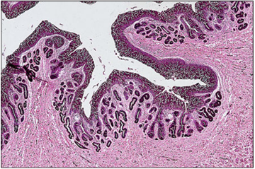 <p>Identify the structure:</p><p>Specie:</p><p>Stain used:</p>