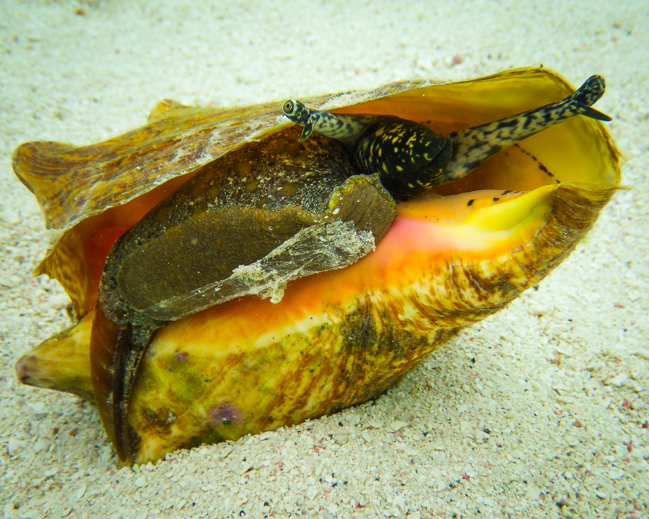 <p>big snail (conch shell) - tennis ball to volleyball size, orangey brown color</p>