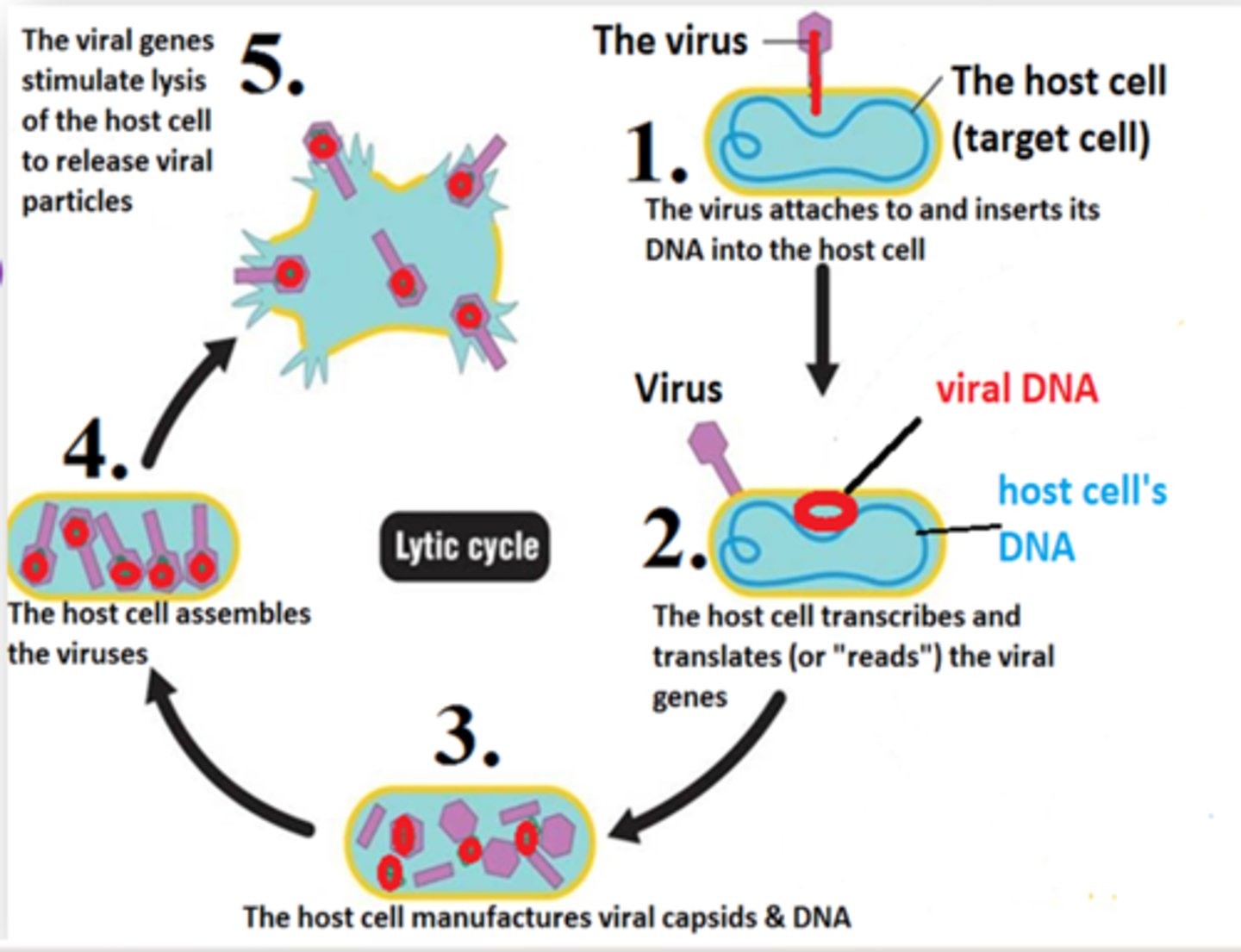 <p>a viral reproductive cycle in which copies of a virus are made within a host cell, which then bursts open, releasing new viruses</p>