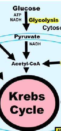 <p>pyruvate  contains 2 ATP for the mitochandria and enters kreb by generating a NADH anf go into the Acety-coA hub </p>