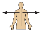 <p>Lateral</p>