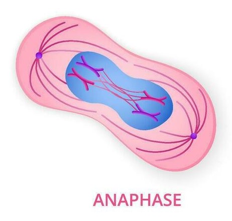 <p>Anaphase:</p>