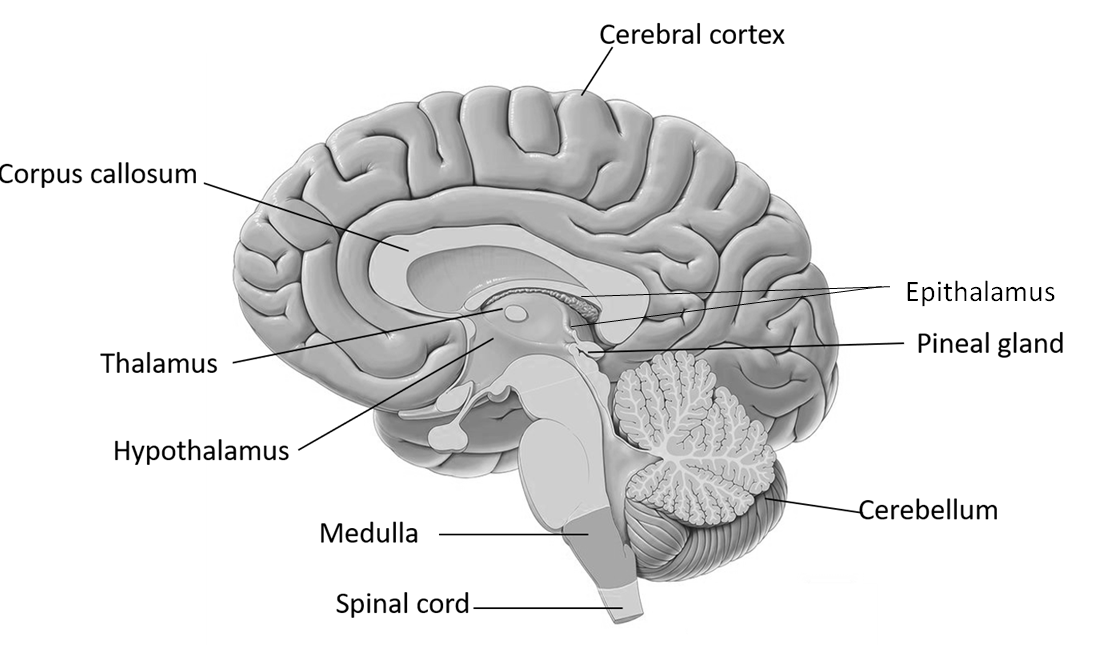 <p>Posterior to thalamus, midline structure (not paired), regulates endocrine function including melatonin.&nbsp;</p>