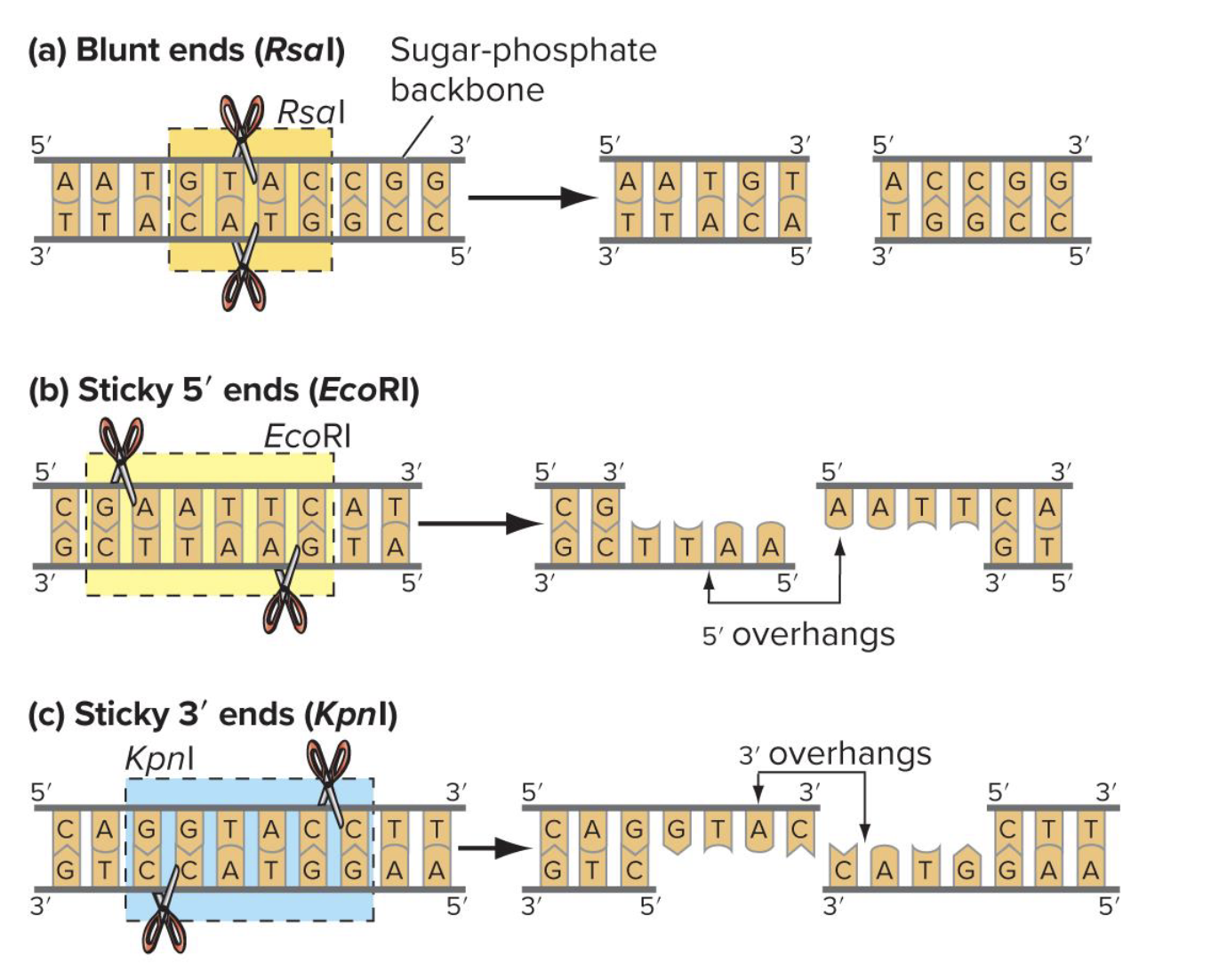 <p>enzymes that prod <strong><u>blunt ends</u></strong>: cut <strong>straight through both strands at the same position</strong>, leaving <strong>no overhangs</strong></p><p></p><p>enzymes that prod <strong><u>sticky ends</u></strong>: cut <strong>offset between the two strands</strong>, creating <strong>short single-stranded overhangs</strong></p>