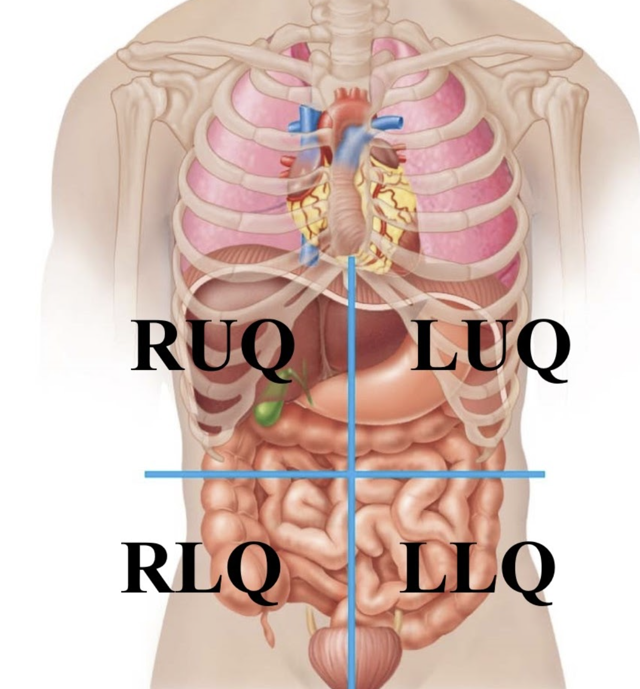 <p>The top left part of your belly, containing your spleen and a part of your stomach.</p>