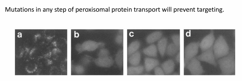 <ul><li><p>Done by genetic screens to identify mutations preventing normal transport&nbsp;</p></li><li><p>Figure a: GFP-PTS1 is localized to peroxisomes</p></li><li><p>Random mutations to genome were made, one per cell line&nbsp;</p></li><li><p>Each cell line was tested for its ability to transport GFP-PTS1 to peroxisome</p></li><li><p>If unsuccessful,&nbsp;the cell line carried a mutation in a gene coding for a protein in the pathway </p></li><li><p>The genes were named in order of identification</p><ul><li><p>Pex1/Pex2/Pex3/etc</p></li></ul></li><li><p>Figures b-d: Examples of cell lines where GFP-PTS1 remained in cytosol&nbsp;</p><ul><li><p>Carry mutations in the pex genes</p></li></ul></li></ul><p></p>