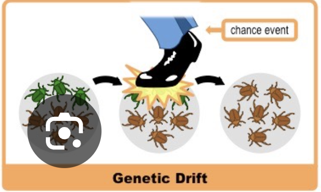 <p>Genetic Drift</p>