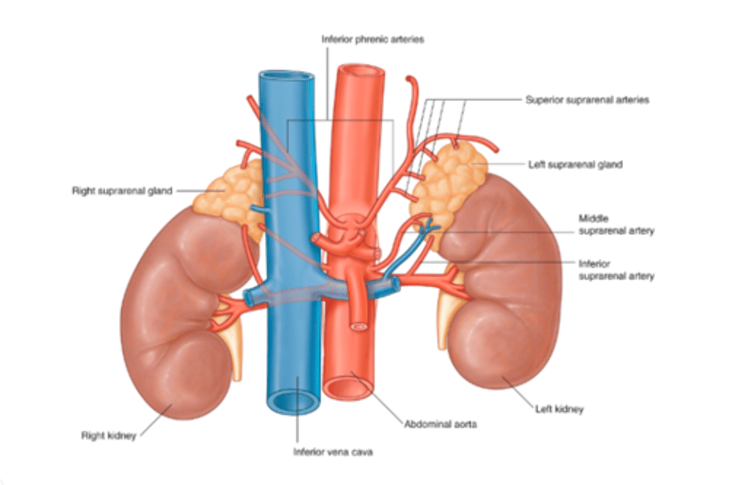 <p>Arteries: 3 suprarenals (superior from inf. phrenic, middle from AA and inferior from renal aa)</p><p>Veins: Right is from IVC, left is from L renal vv. </p>