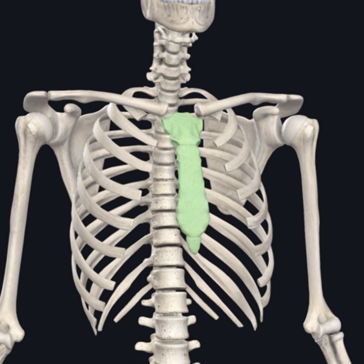 <p>Identify the bone indicated in green. (Free response)</p>