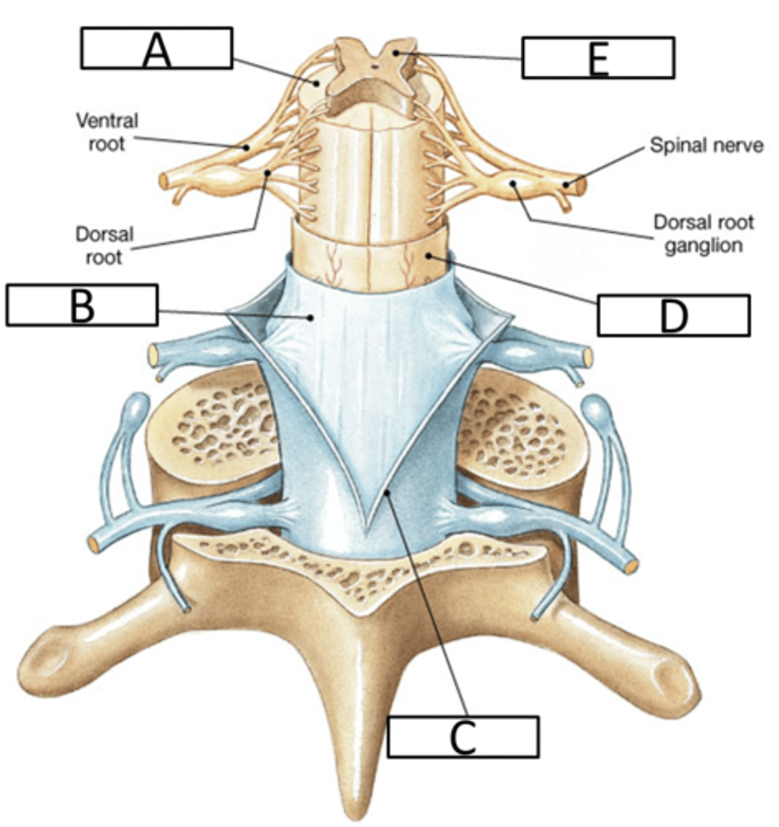 <p>E</p>