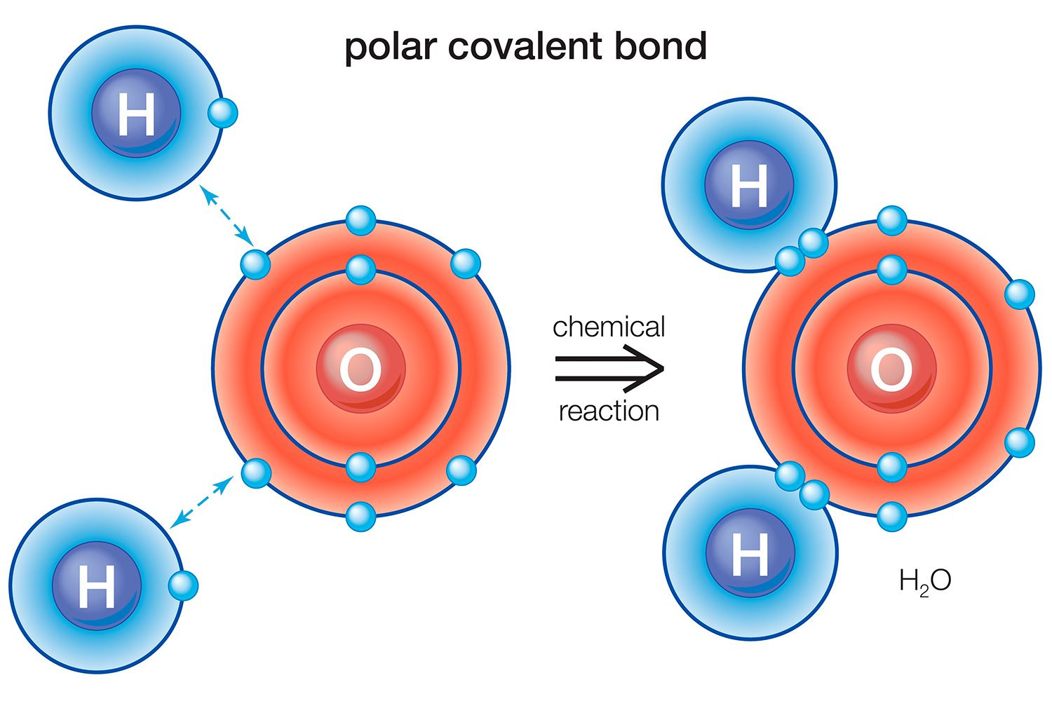 <p><span>(H2O). Atoms share electrons unequally due to differences in their electronegativity. Causes slight negative charge due to unused hydrogens</span></p>