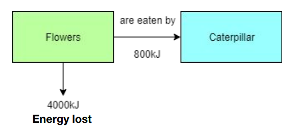<p>Calculate the efficiency of the biomass transfer from the flowers to the caterpillar.</p>